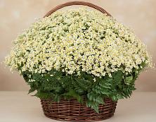 Цветочная композиция из Ромашки в корзине #REPLACE_PRED# Алзамае