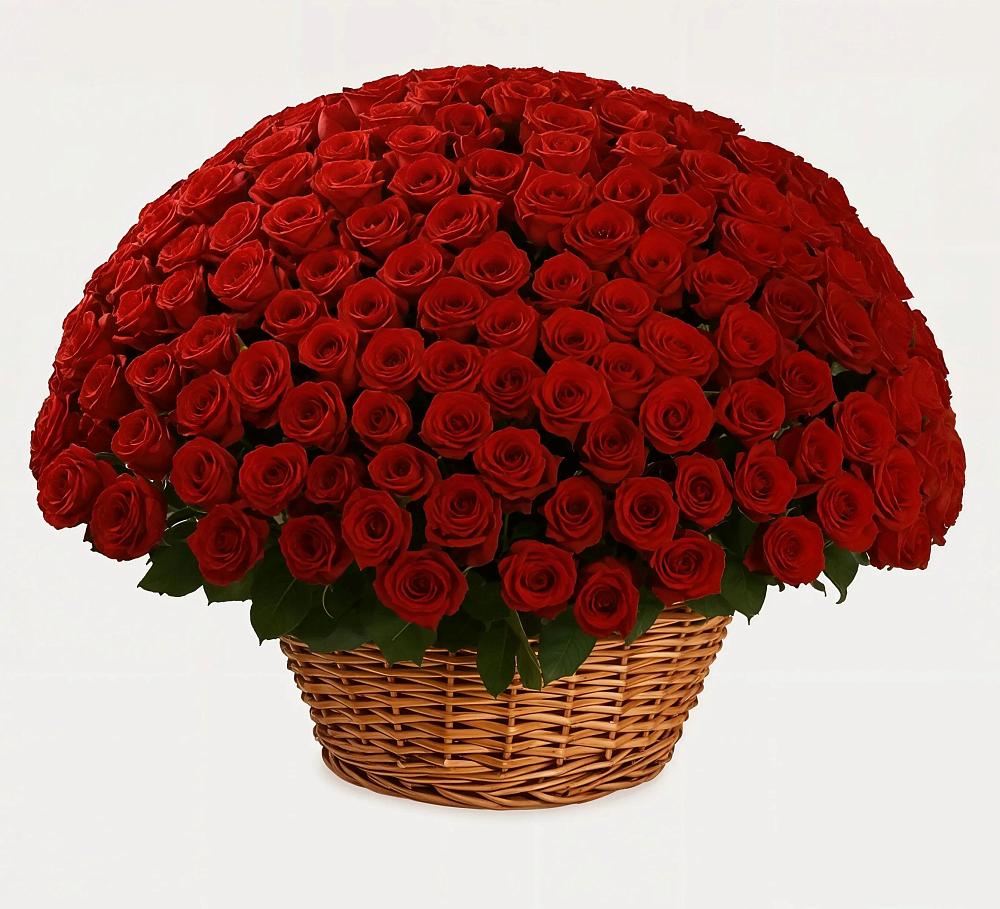 251 Премиум красная роза в Алзамае Премиум букет из: Розы в Алзамае