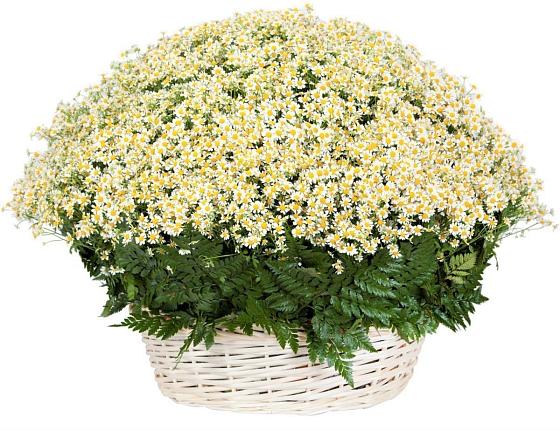 Цветочная композиция из Ромашки в корзине в Алзамае