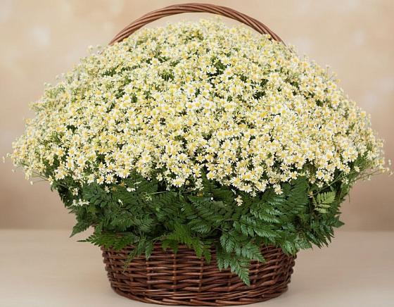 Цветочная композиция из Ромашки в корзине в Алзамае